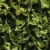 Green Chilli Flakes in Jamnagar