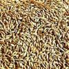 Paddy Seed in Secunderabad