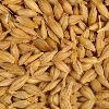 Barley Seeds in Kolkata