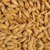 Barley Seeds in Indore