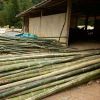 Bamboo Poles