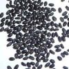 Basil Seeds in Mahesana