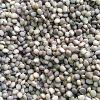 Bean Seeds in Gadchiroli