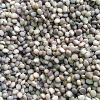 Bean Seeds in Khargone