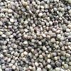 Bean Seeds in Bharuch