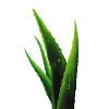 Aloe Vera Extract in Hyderabad