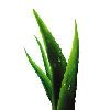 Aloe Vera Extract in Indore