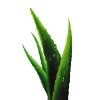Aloe Vera Extract in Indore