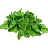 Mint / Peppermint / Pudina Leaves in Lucknow