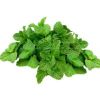 Mint / Peppermint / Pudina Leaves in Nagpur