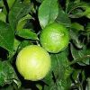 Bergamot Oil