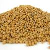 Yellow Mustard Seeds in Delhi