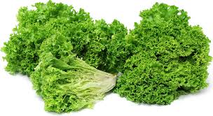 Lollo Bionda Lettuce