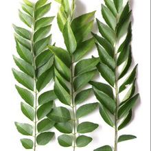 Raw curry leaves, Color : NATURAL