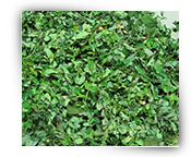 Moringa Dried Leaves, Color : natural