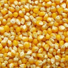 Yellow corn, for Cattle, Packaging Type : PP BAG