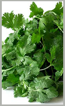 Coriander