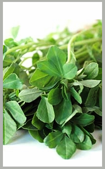 fenugreek