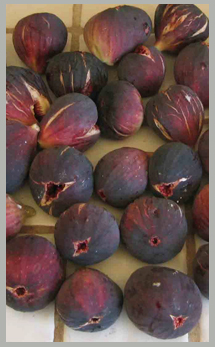 Fig