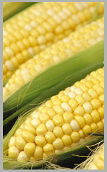 Sweet Corn