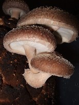 Shiitake Mushroom, Packaging Type : Plastic Bags