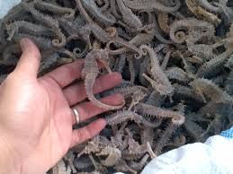 Dried Sea Horse