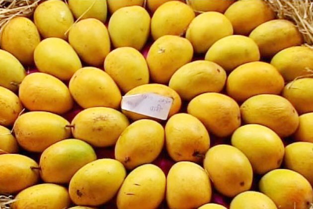 Common Mango Fruit, Variety : Alphonso