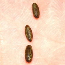 aculeata tree seeds