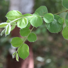 anogeissus sericea tree seeds