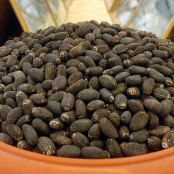 Barbados nut seeds
