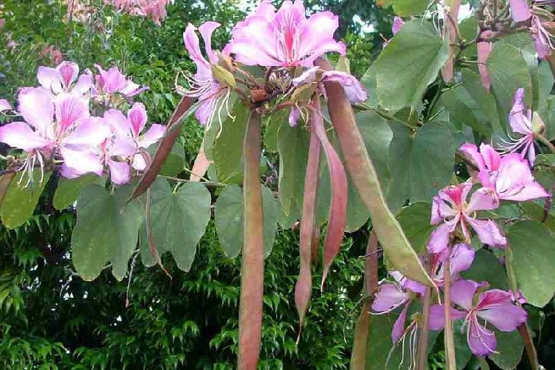 bauhinia variegata kachnar tree seeds