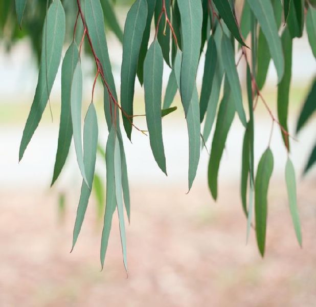 eucalyptus tree seeds