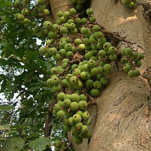 ficus racemosa tree goolar seeds