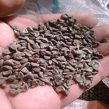 kenaf plant seed