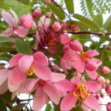 Pink cassia tree seeds