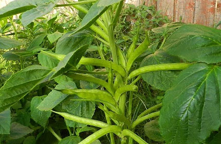 Cluster Beans