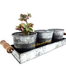 Succulent Herb Pots