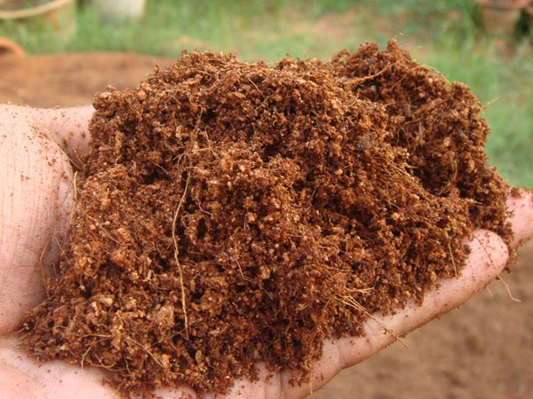Coco Peat sprout