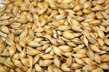 Barley Seeds, Color : Yellow, Brown, White