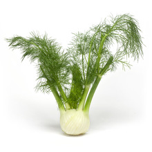 Fennel Seed Essential Oil