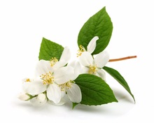 Flowers jasmine oil, Supply Type : OEM/ODM