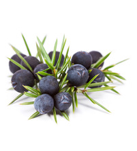 Juniper Berry Essential Oil, Purity : 100 % Pure