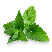 Lemon balm essential oil