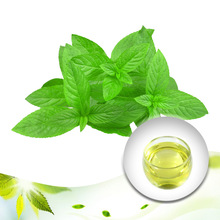 Leaves Peppermint mint essential oil, Supply Type : OEM/ODM