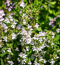 Thyme White Essential Oil, Purity : 100 % Pure