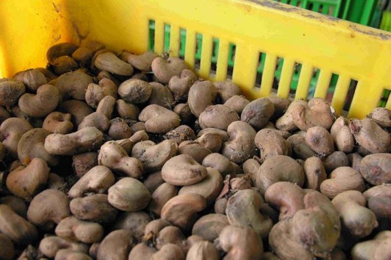 raw cashew suppliers