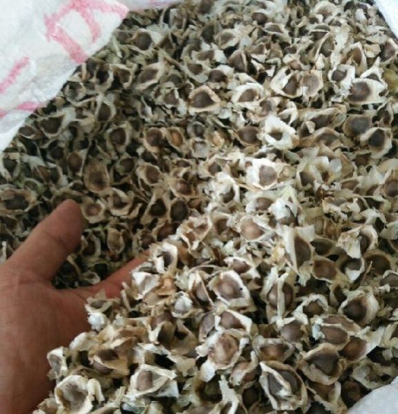 moringa seeds