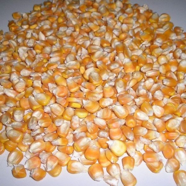 Non Gmo Yellow Corn