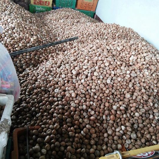 Whole Betel Nuts