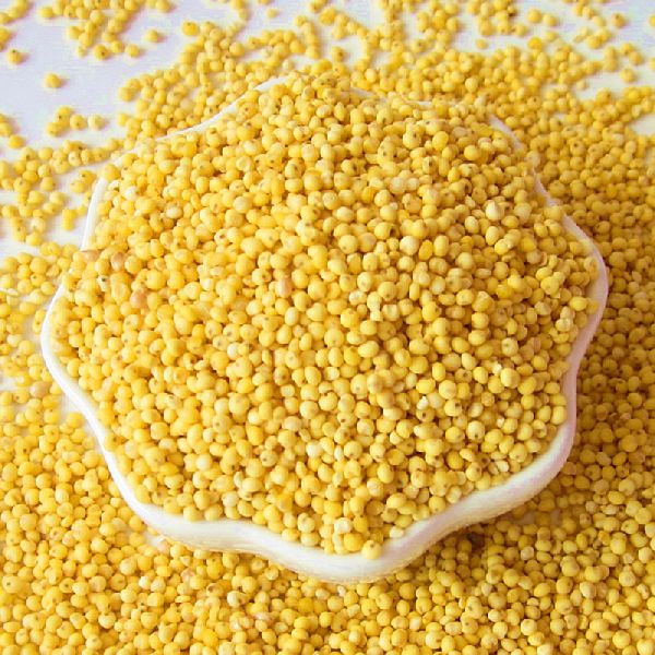 yellow millet bird food